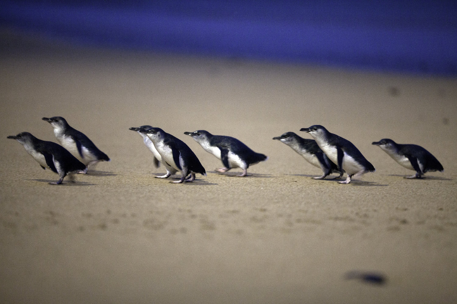 Penguin parade with Around And About
