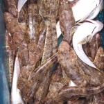 Bellarine Peninsula Queencliff fishing tour