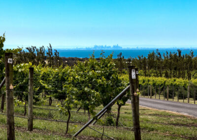 Bellarine wine tasting tour