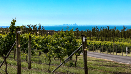 Bellarine wines