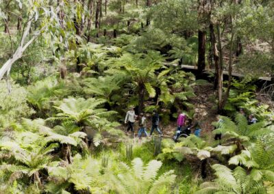 3 Day Sunset 12 Apostle and Otways Wildlife Wonders Tour