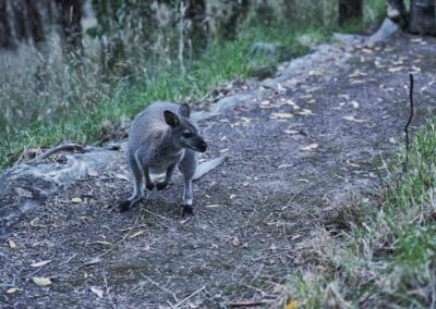 3 Day Sunset 12 Apostle and Otways Wildlife Wonders Tour