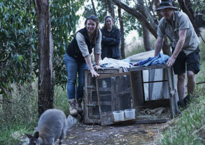 3 Day Sunset 12 Apostle and Otways Wildlife Wonders Tour