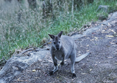 3 Day Sunset 12 Apostle and Otways Wildlife Wonders Tour