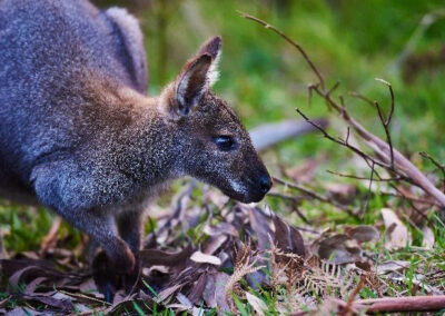 3 Day Sunset 12 Apostle and Otways Wildlife Wonders Tour