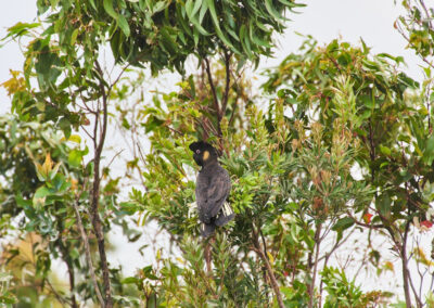 3 Day Sunset 12 Apostle and Otways Wildlife Wonders Tour