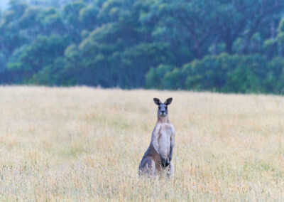 3 Day Sunset 12 Apostle and Otways Wildlife Wonders Tour