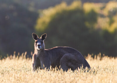 3 Day Sunset 12 Apostle and Otways Wildlife Wonders Tour