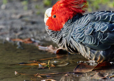 3 Day Sunset 12 Apostle and Otways Wildlife Wonders Tour