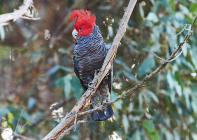 3 Day Sunset 12 Apostle and Otways Wildlife Wonders Tour