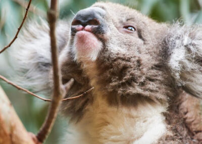 3 Day Sunset 12 Apostle and Otways Wildlife Wonders Tour