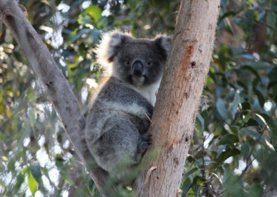 3 Day Sunset 12 Apostle and Otways Wildlife Wonders Tour