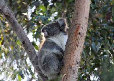 3 Day Sunset 12 Apostle and Otways Wildlife Wonders Tour