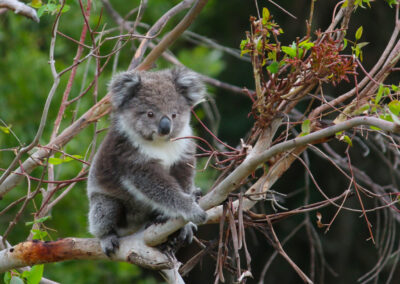 3 Day Sunset 12 Apostle and Otways Wildlife Wonders Tour