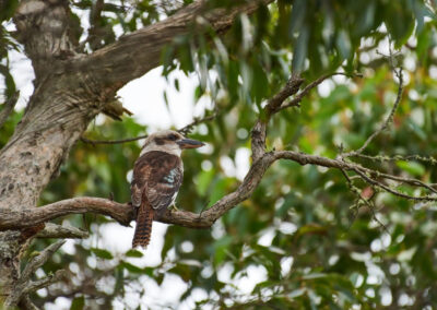 3 Day Sunset 12 Apostle and Otways Wildlife Wonders Tour