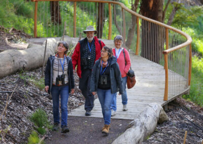 3 Day Sunset 12 Apostle and Otways Wildlife Wonders Tour