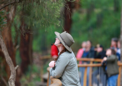 3 Day Sunset 12 Apostle and Otways Wildlife Wonders Tour