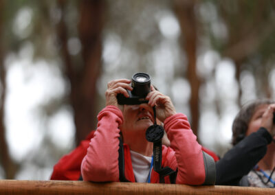 3 Day Sunset 12 Apostle and Otways Wildlife Wonders Tour