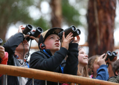 3 Day Sunset 12 Apostle and Otways Wildlife Wonders Tour