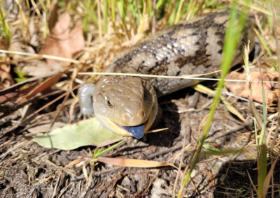 3 Day Sunset 12 Apostle and Otways Wildlife Wonders Tour