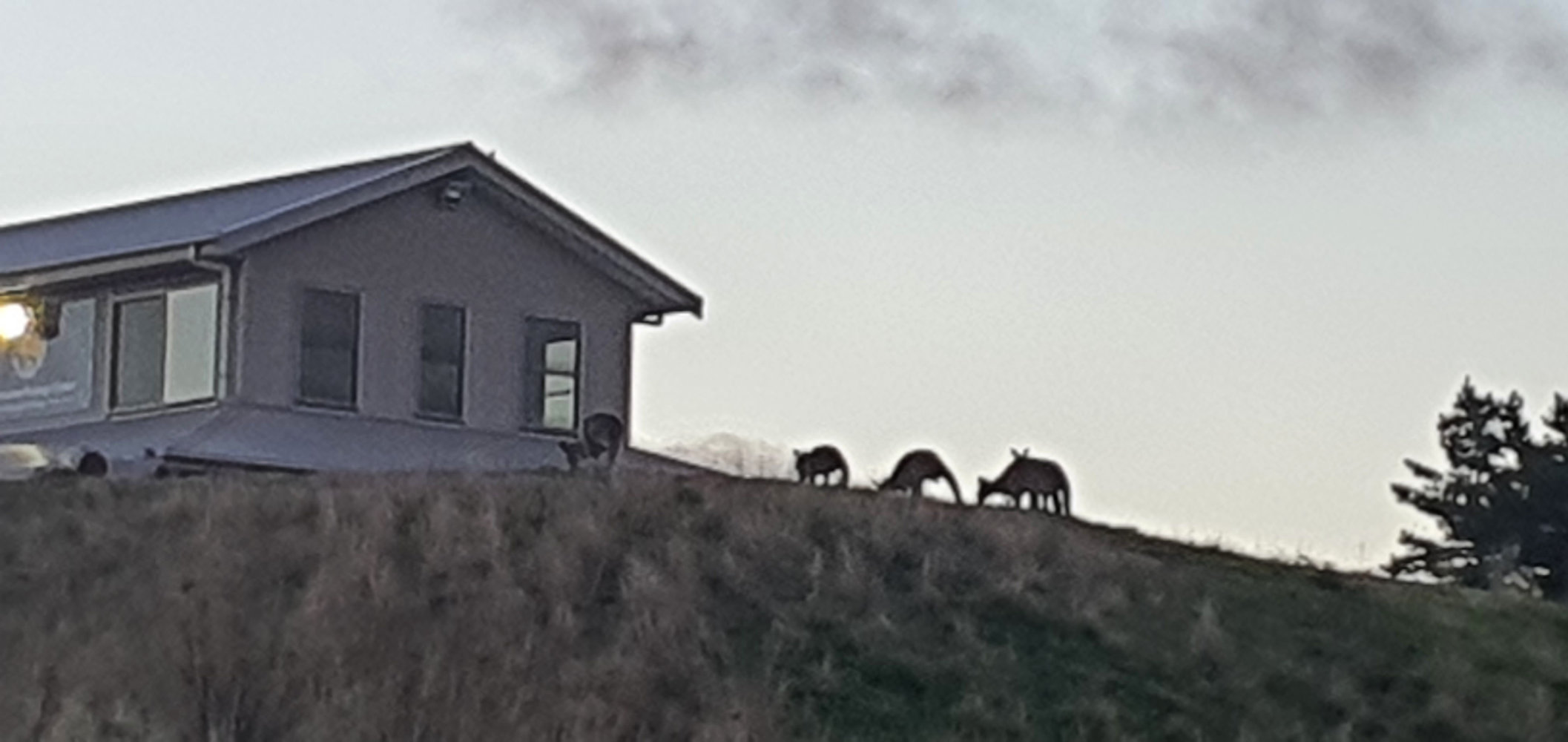 wildlife wonders in the Otway